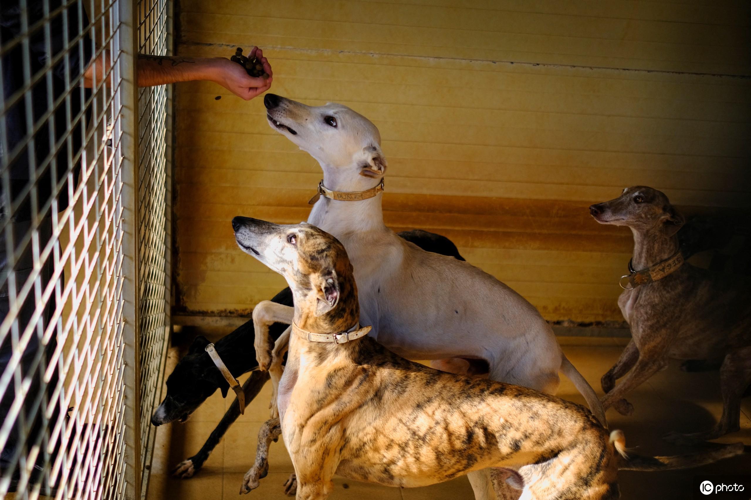 格力犬- 抖音百科