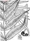 节肢蕨属