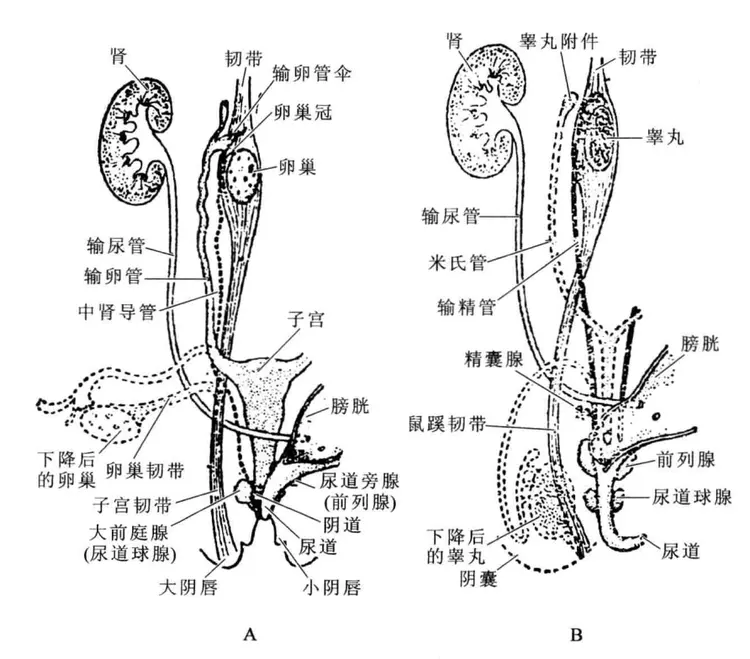 哺乳动物