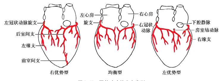 冠状动脉