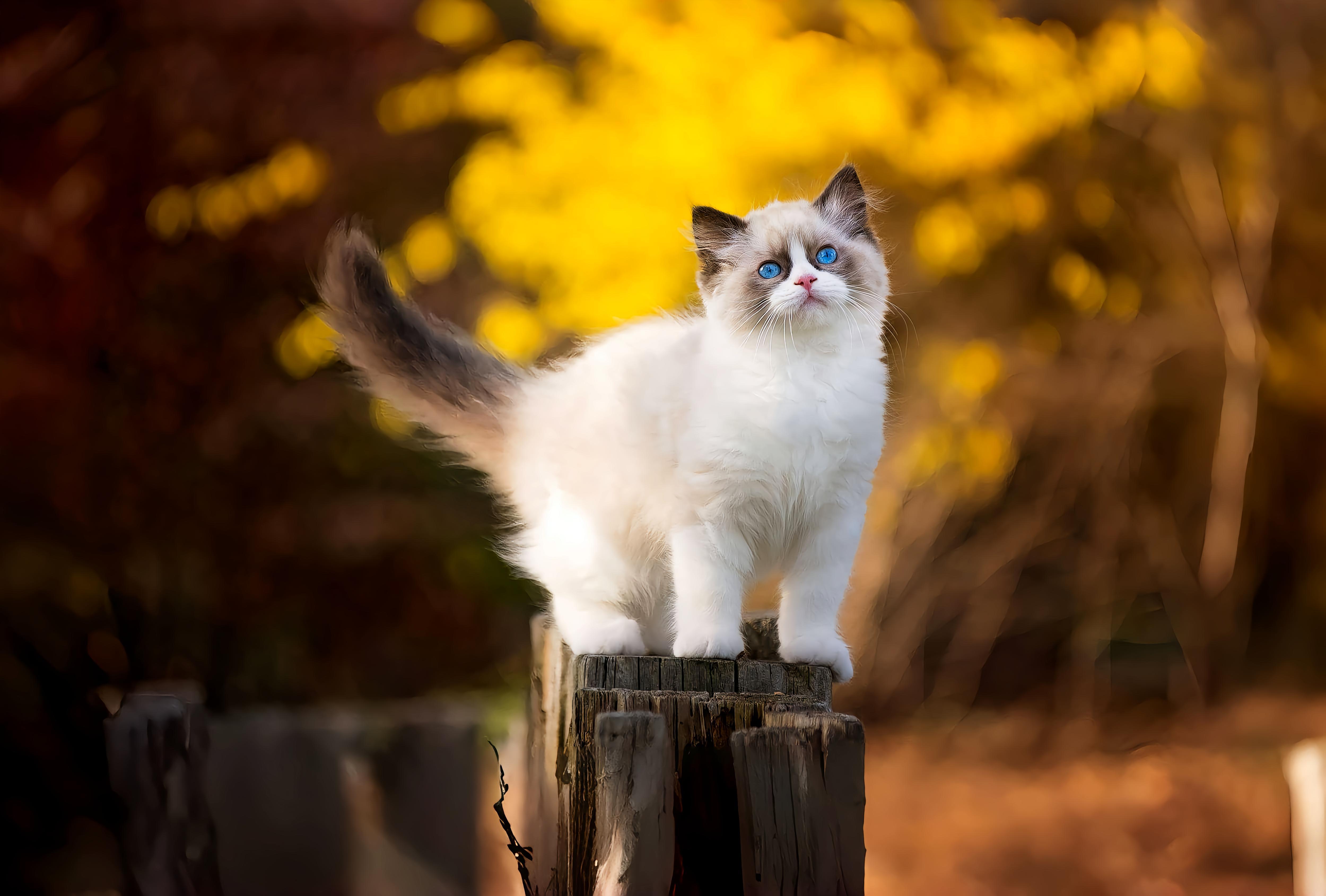 布偶猫- 抖音百科, image size:5000x3378