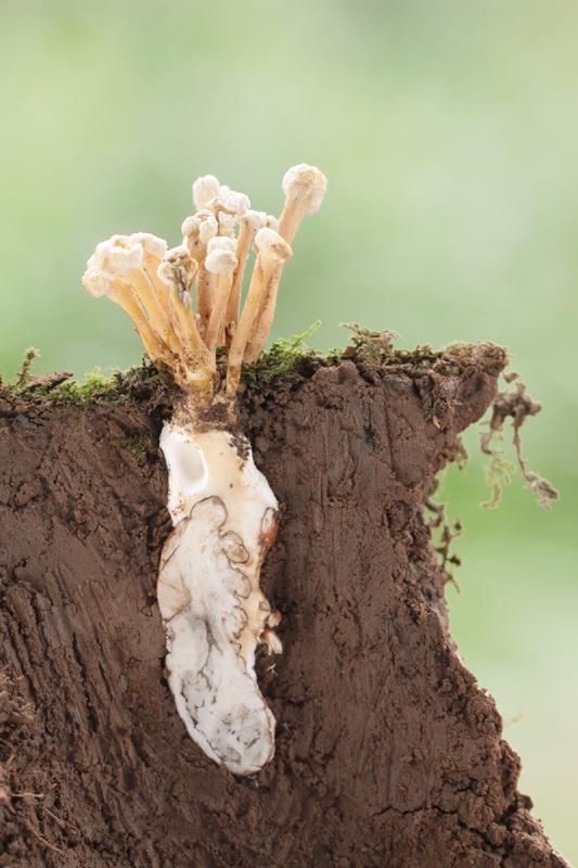 三原 研 炻器花入”蝉” 小原流标准花器回响双耳瓶禅