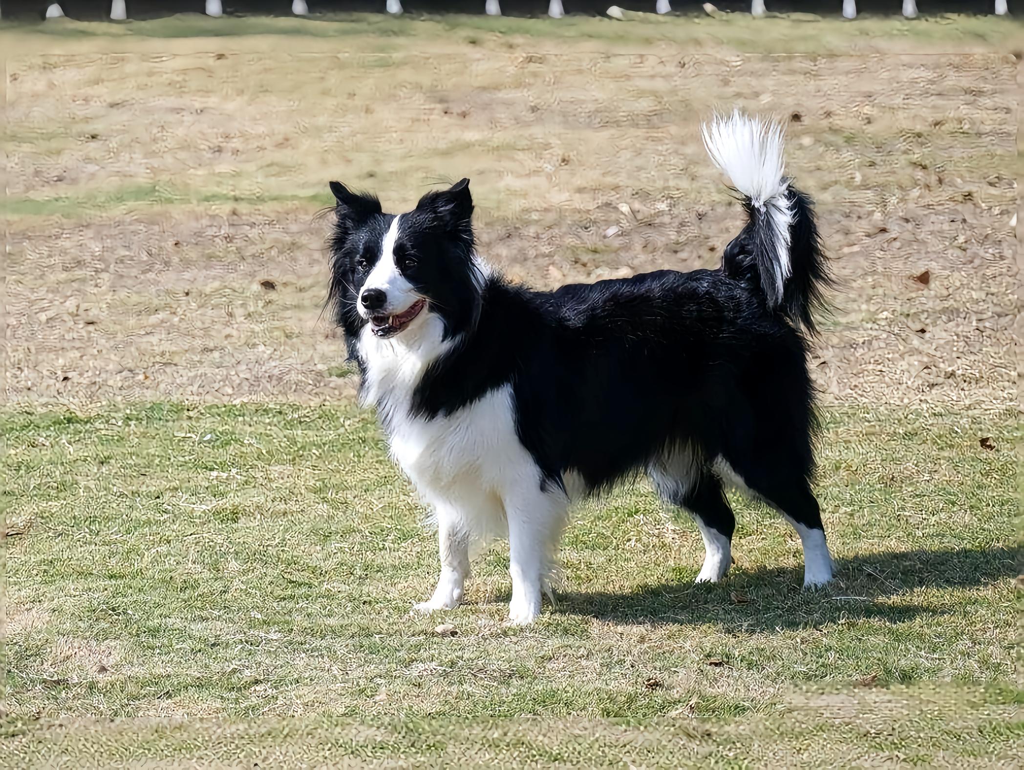 边境牧羊犬- 抖音百科, image size:2096x1576