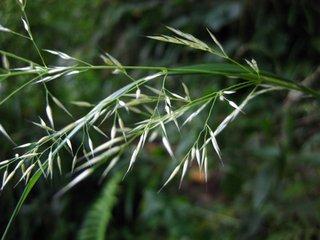 微药野青茅-禾本科野青茅属植物