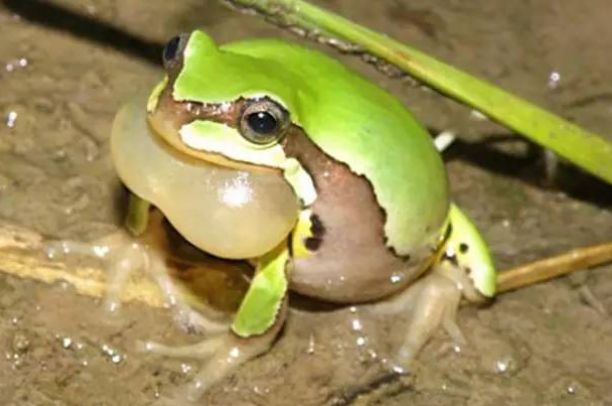 雨蛙- 抖音百科