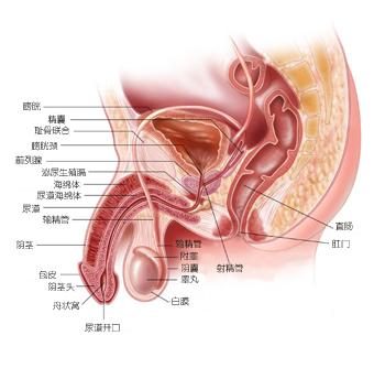 急性附睾炎-急性附睾炎