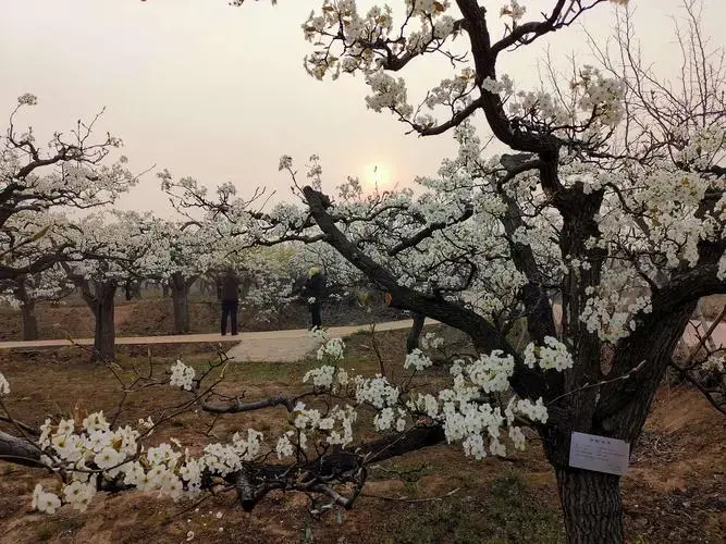 河北辛集市属于哪个区县？名称由来历史沿革