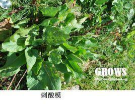 刺酸模-快懂百科