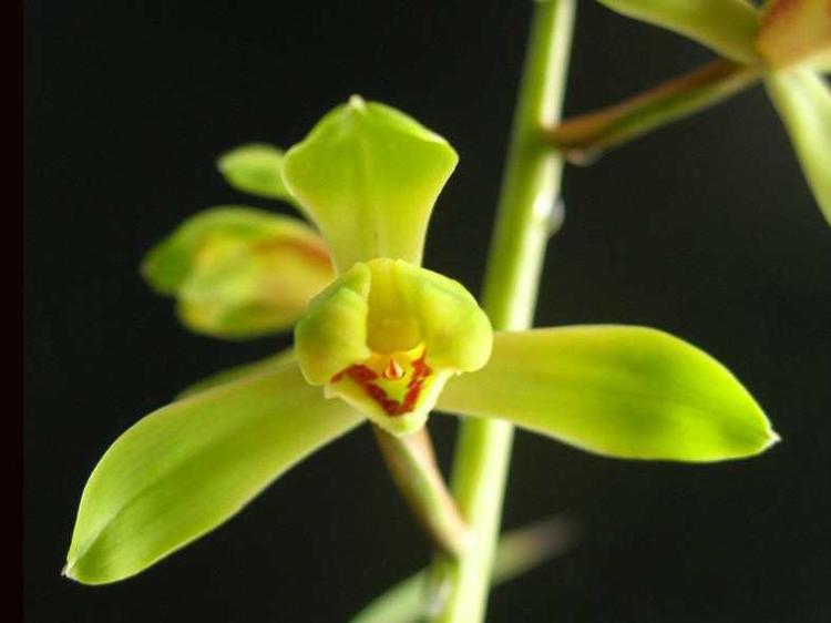 中国春蘭 一茎九花 〔解佩梅〕花芽2 中国春蘭 一茎九花 〔解佩梅〕花芽