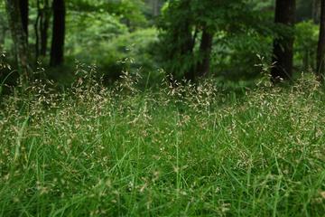 海南画眉草-禾本科画眉草属植物