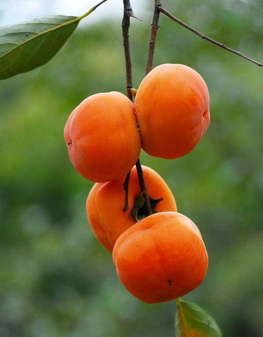 ガチ盆栽】山柿 太幹 激古