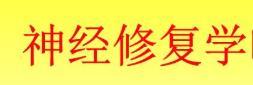 神经修复学