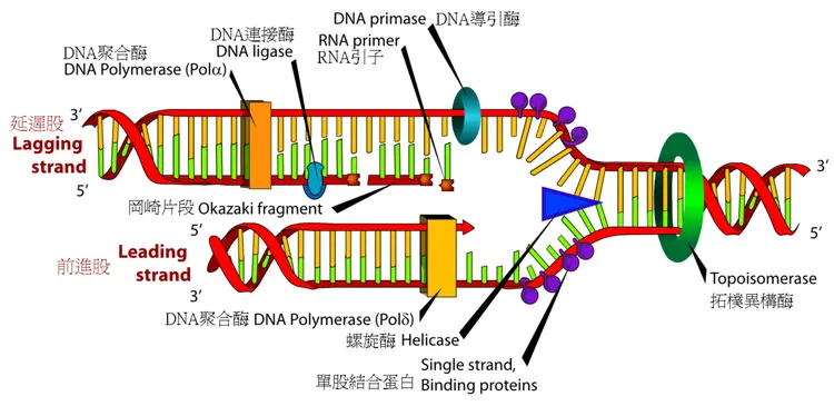 脱氧核糖核酸