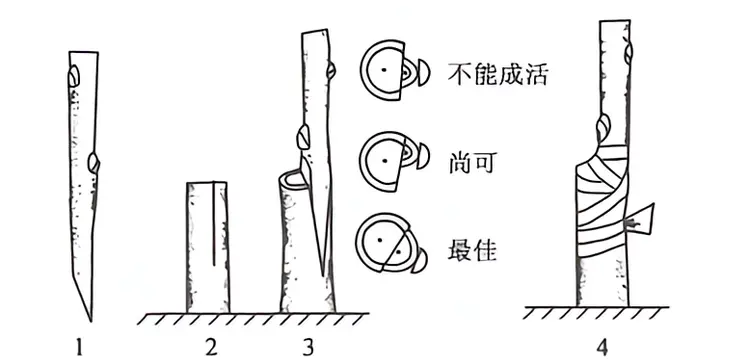 嫁接