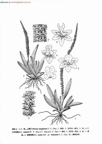 球花石豆兰-天门冬目兰科植物