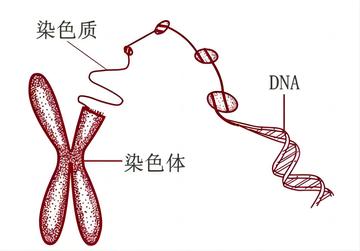 染色体-细胞核的组成部分