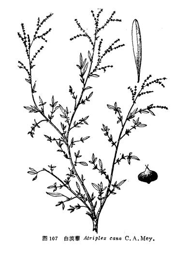白滨藜-盐角草科滨藜属植物