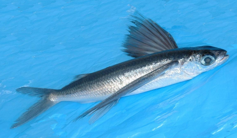 Flying fish (Description – fights – feeding – reproduction