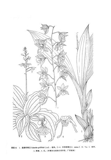 通麦虾脊兰-通麦虾脊兰