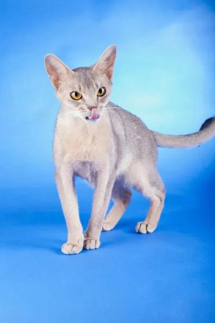 阿比西尼亚蓝猫- 抖音百科, image size:750x1129
