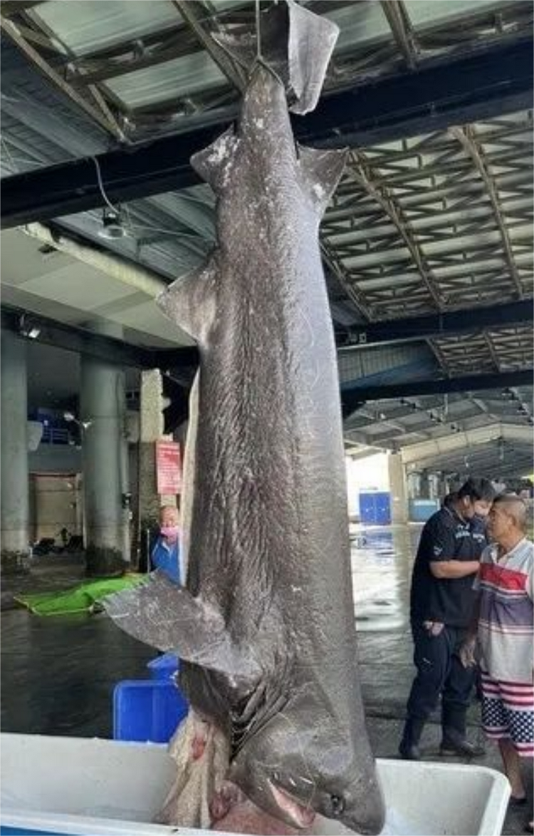 灰六鳃鲨- 抖音百科, image size:750x1173