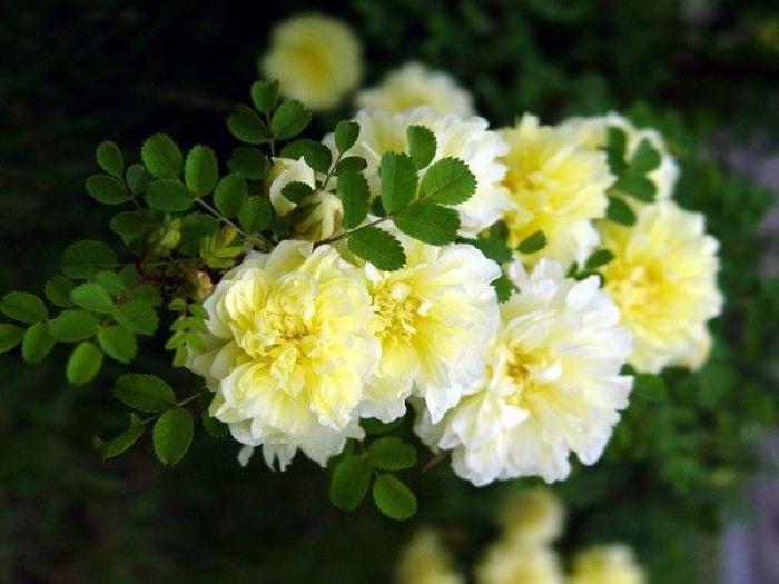 名嘉睦稔作 黄薔薇 - メルカリ