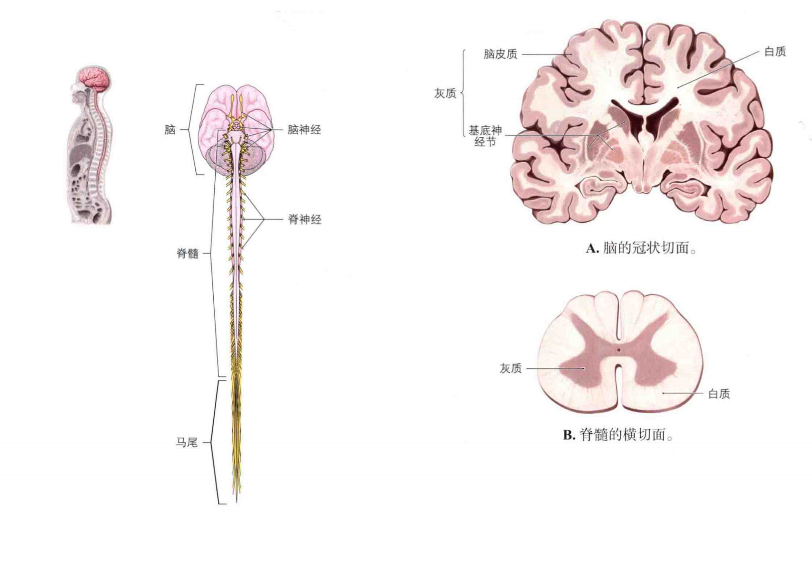 中枢神经系统 脊髓