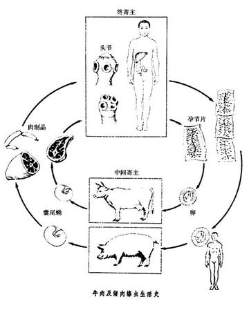 牛带绦虫病-牛带绦虫病