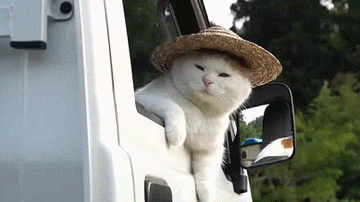 猫叔-日本网红猫咪