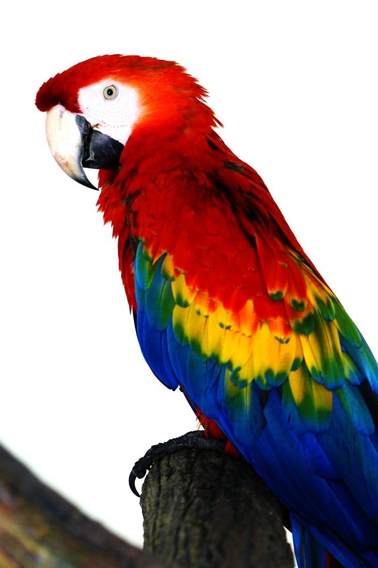 五彩金刚鹦鹉- 抖音百科