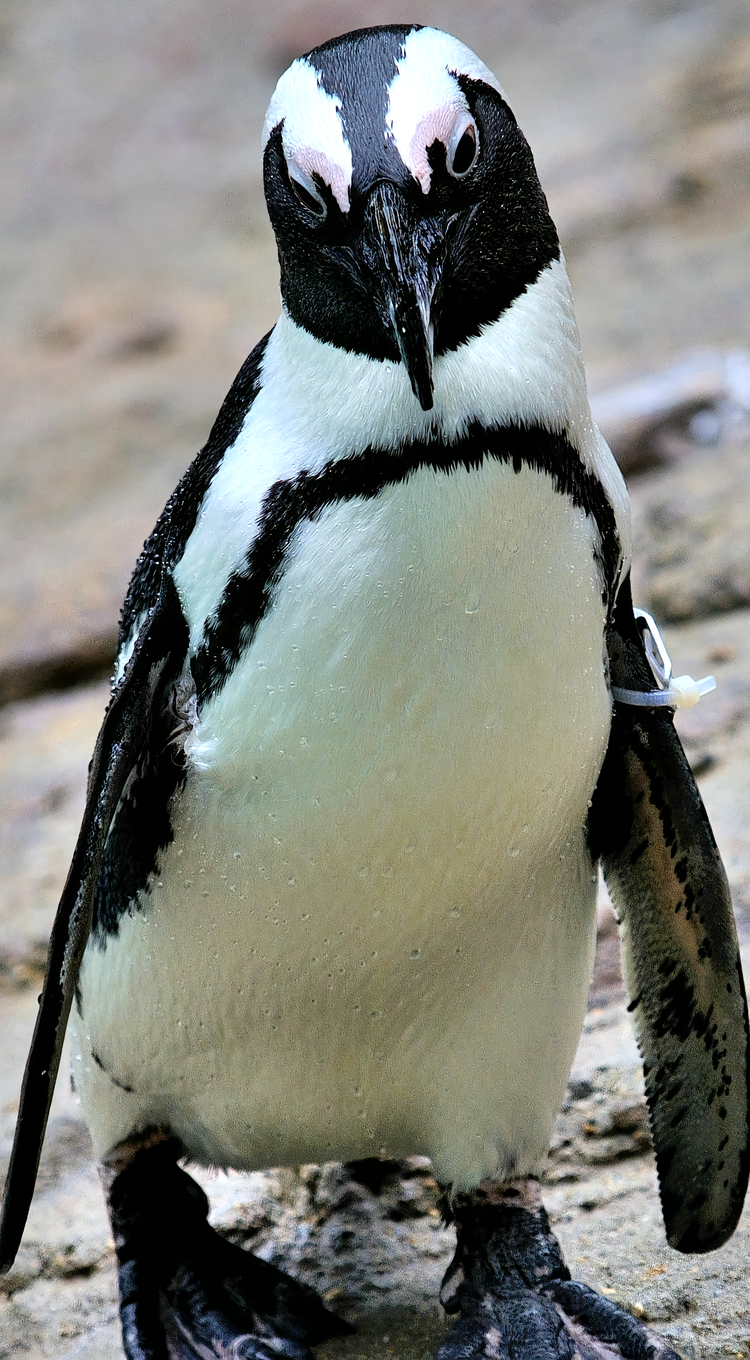 斑嘴环企鹅- 抖音百科