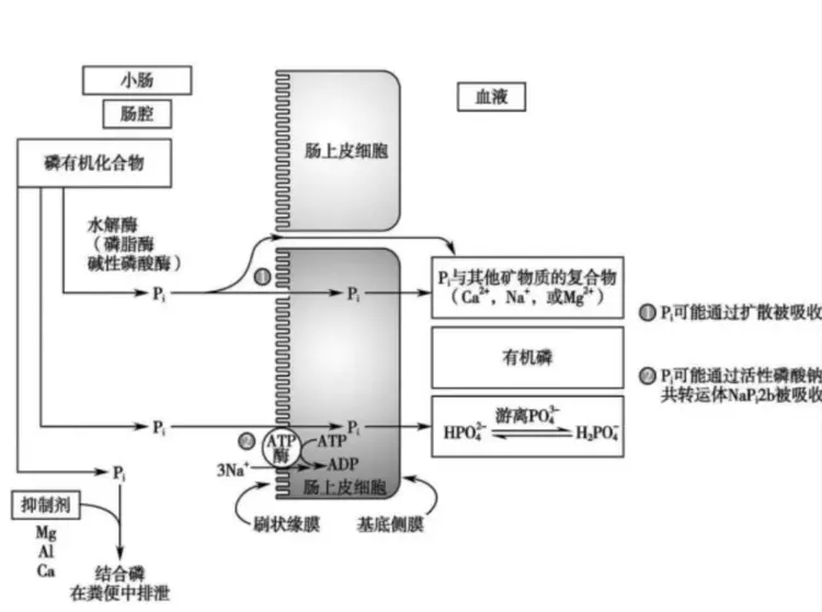 磷