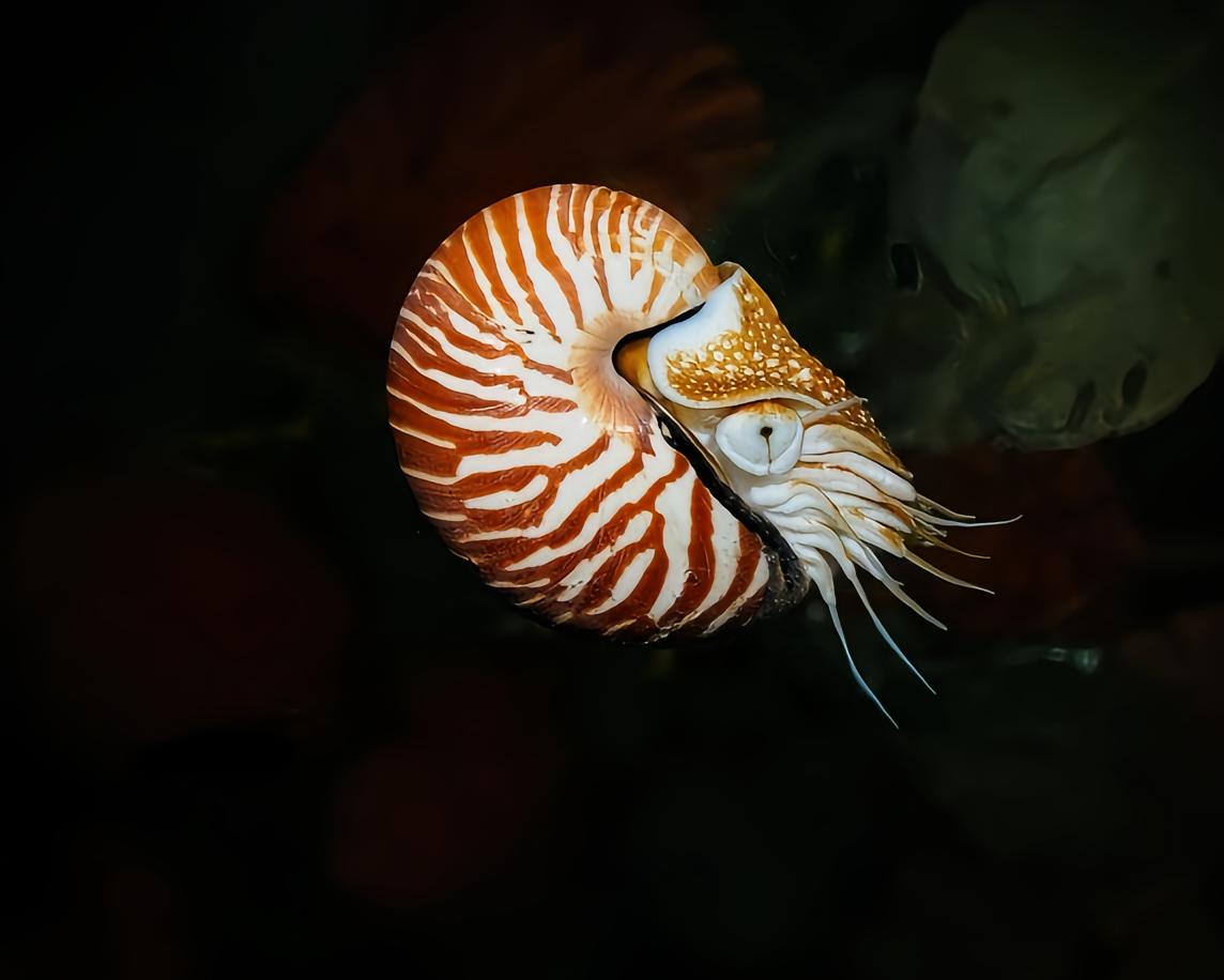 鹦鹉螺科- 抖音百科