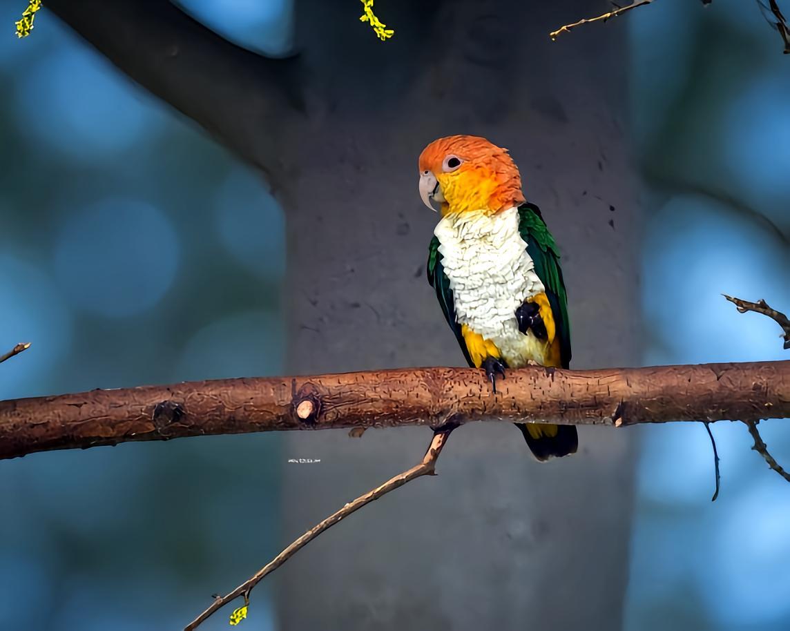 金头凯克鹦鹉- 抖音百科