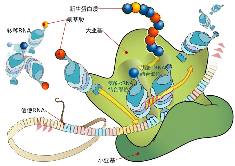 脱氧核糖核酸