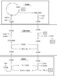 丙酮酸羧化酶