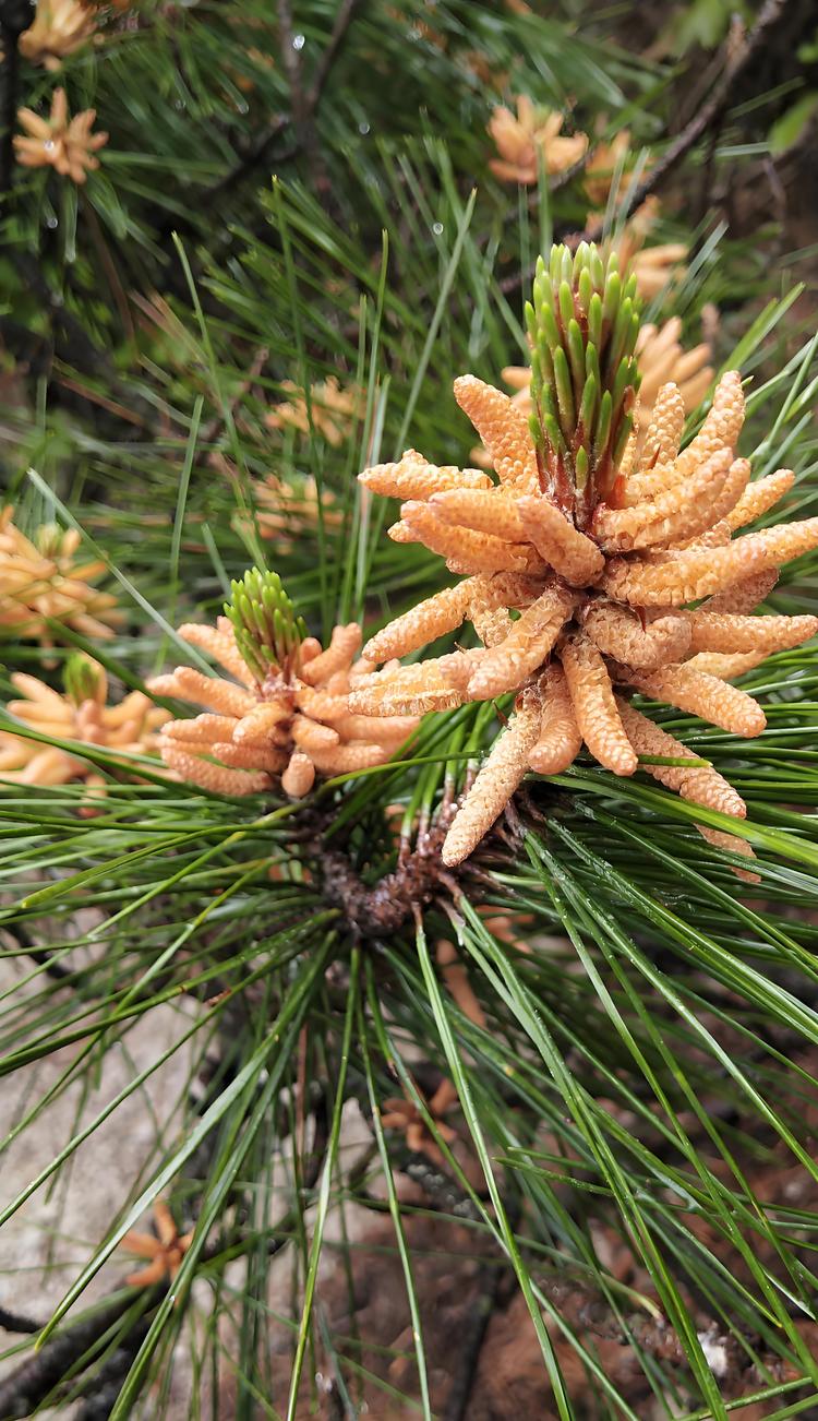 松树- 抖音百科