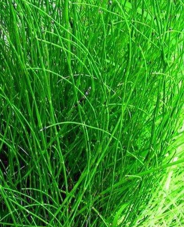 野草-庭园等地非刻意栽种的植物