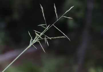 北京隐子草-禾本科隐子草属植物