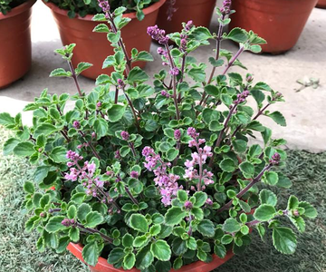 香妃草-唇形科马刺花属植物