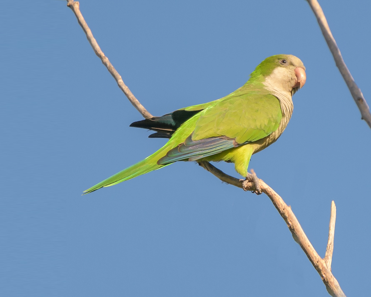 和尚鹦鹉- 抖音百科