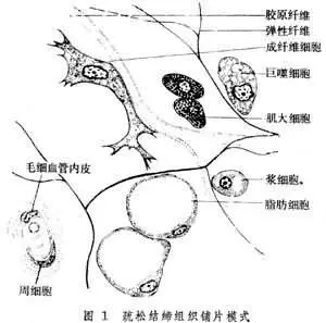 结缔组织