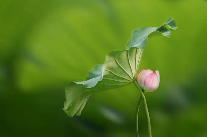 广角镜头