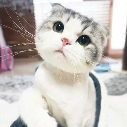 萌猫 萌萌猫- 抖音百科