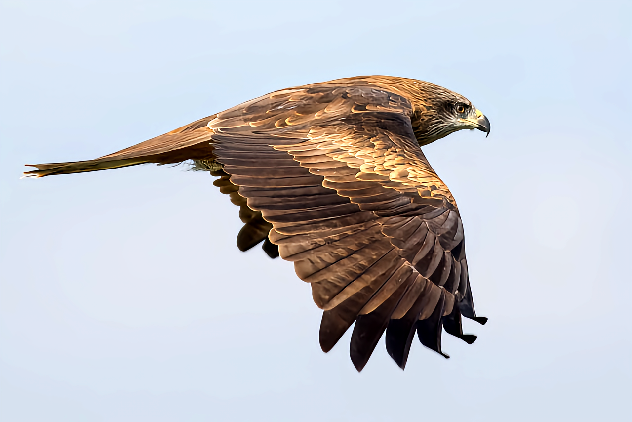 黑鸢- 抖音百科