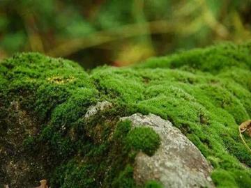 苔藓-苔藓科苔藓属植物