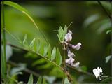 宽苞野豌豆-宽苞野豌豆