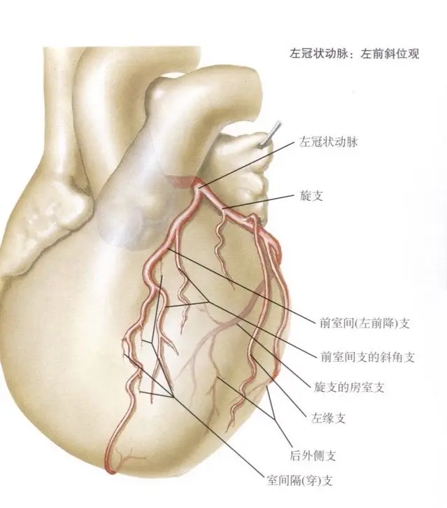 冠状动脉