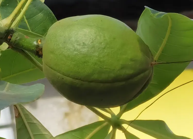 招财树