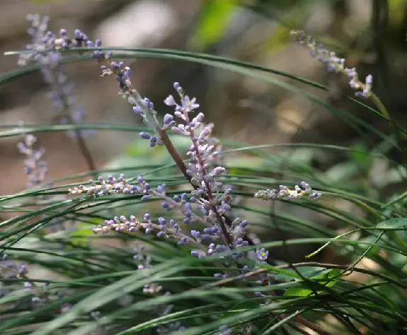 沿阶草